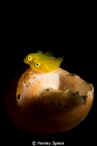 Planet Golden Goby by Henley Spiers 
